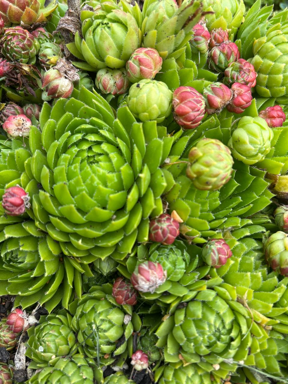 Каменная роза (эхеверия)